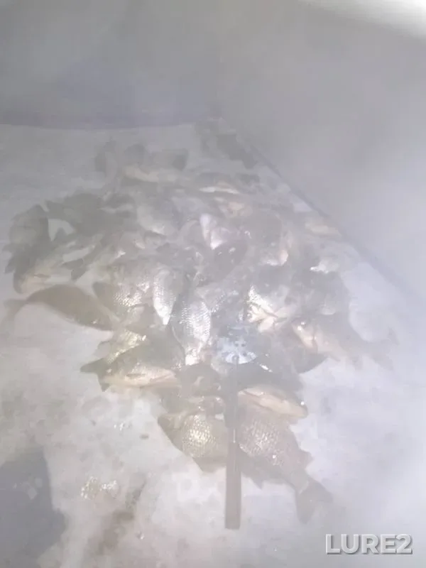 Карась