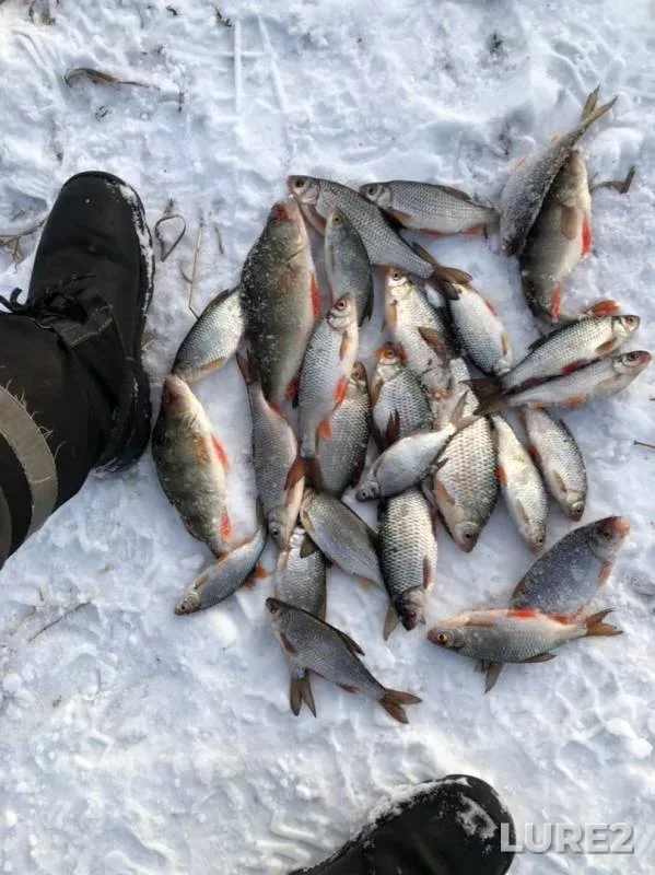 Окунь, Плотва — Пышма, 10 дек. 2019 г.