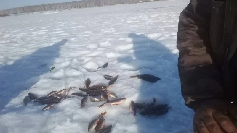 Окунь