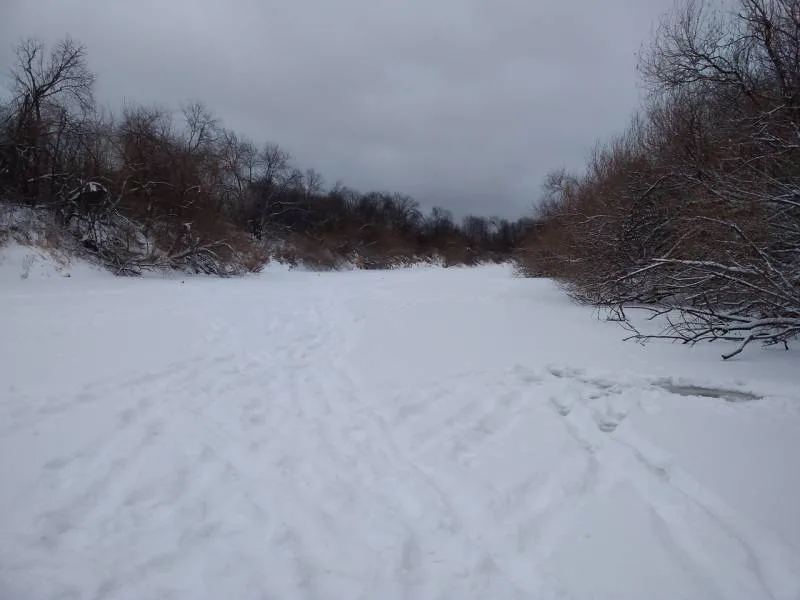 Щука