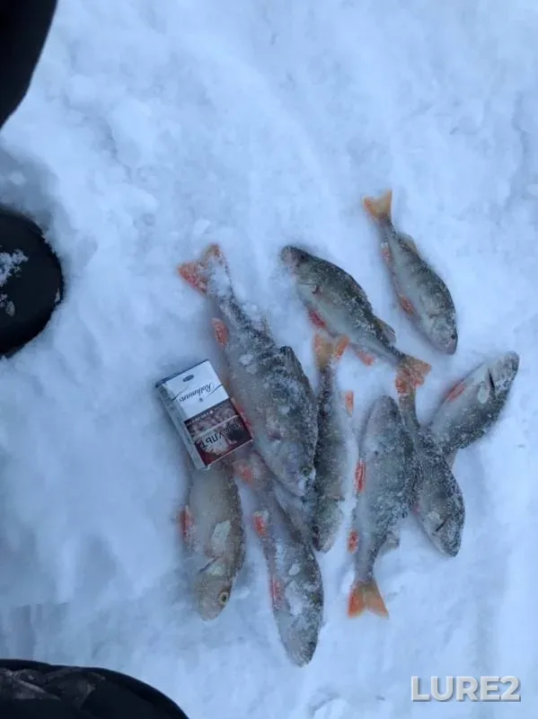 Окунь — Андреевское, 24 дек. 2019 г.