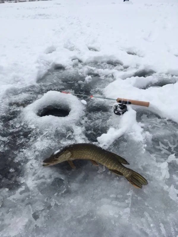 Щука