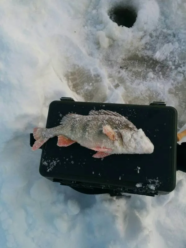 Окунь