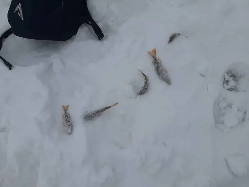 Окунь, Щука