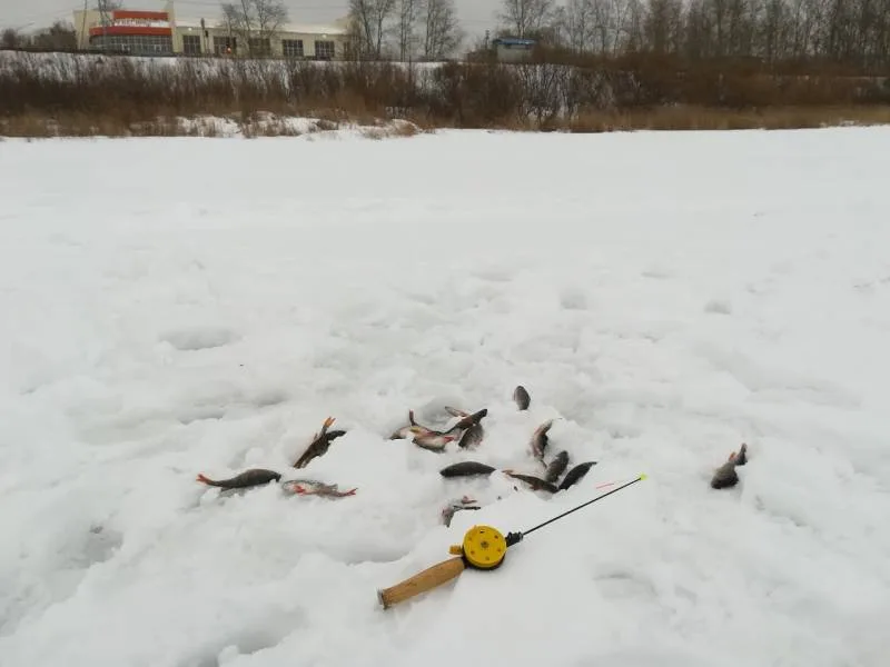 Окунь