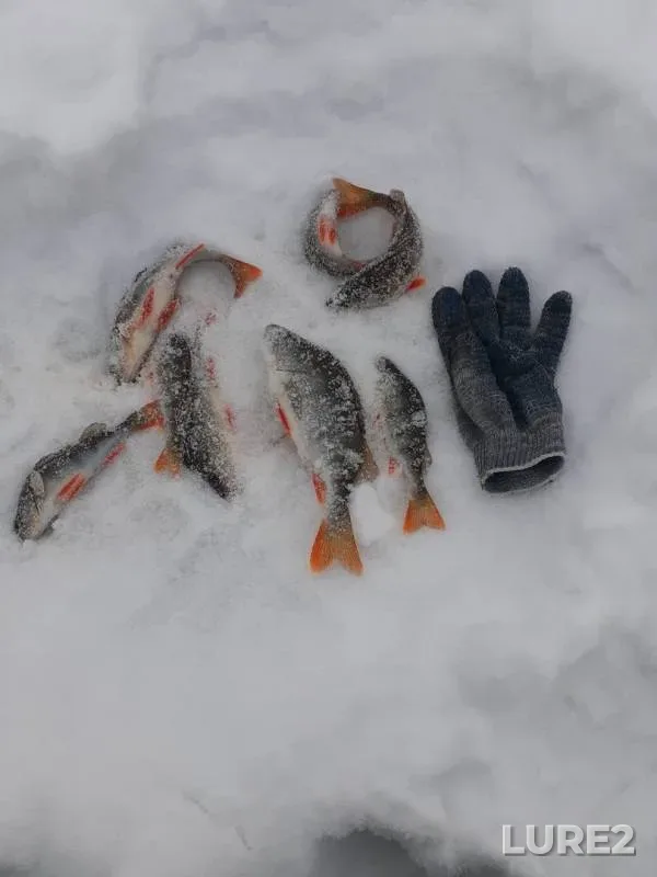 Окунь — Круглое, 16 февр. 2020 г.