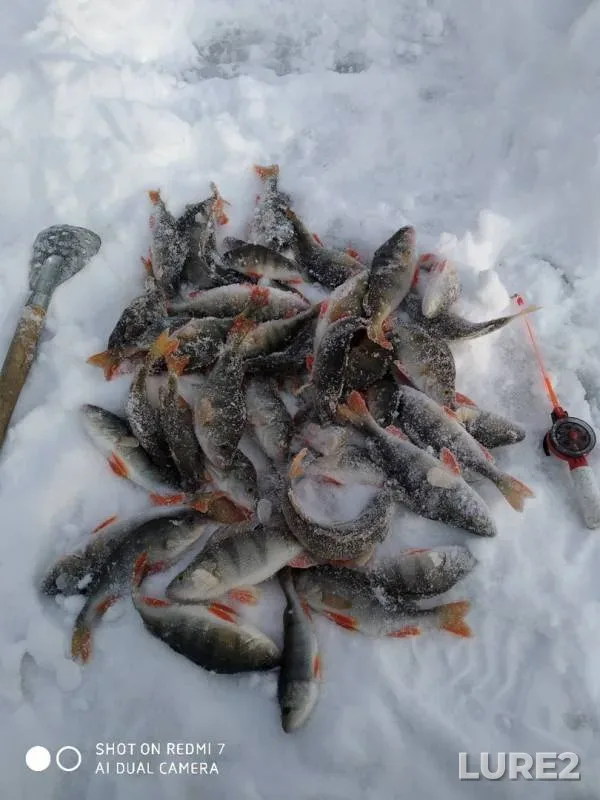 Окунь — Пышма, 12 февр. 2020 г.