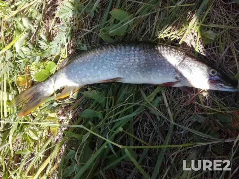 Щука
