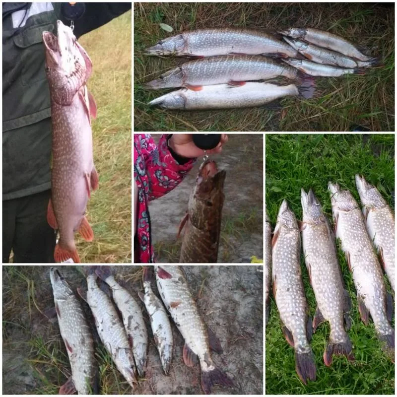 Щука