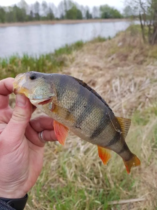 Лещ, Окунь