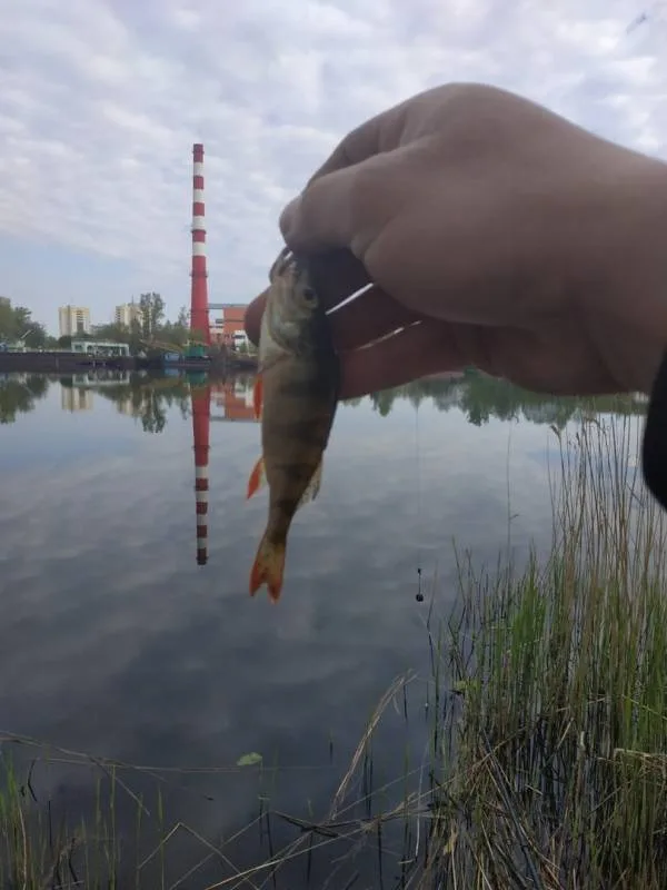 Окунь
