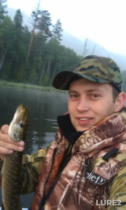 Окунь, Щука