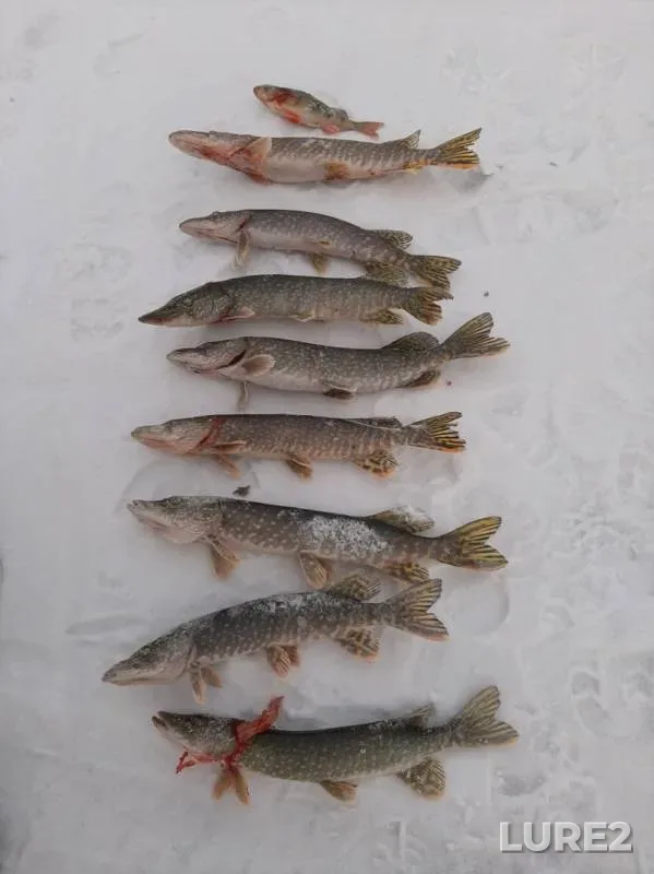Окунь, Щука — Иван, 15 дек. 2019 г.