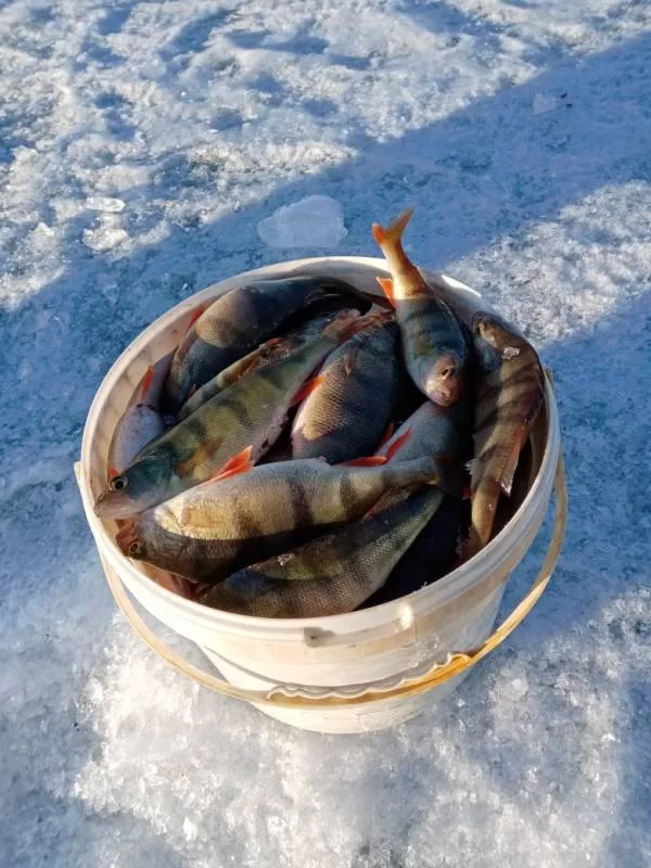 Окунь