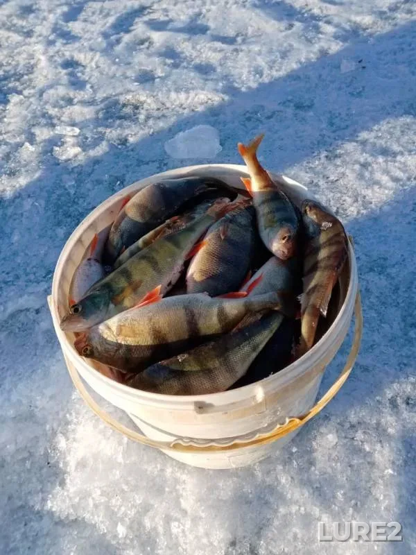 Окунь — Арахлей, 07 апр. 2020 г.