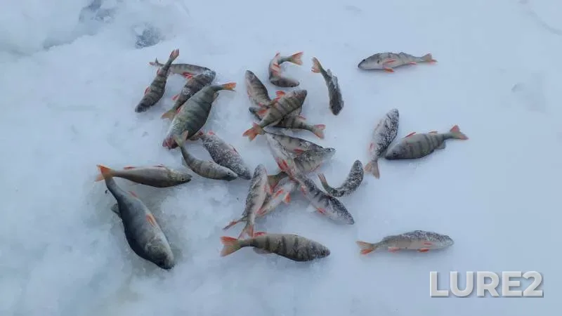 Окунь