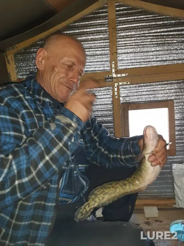 Лещ, Налим