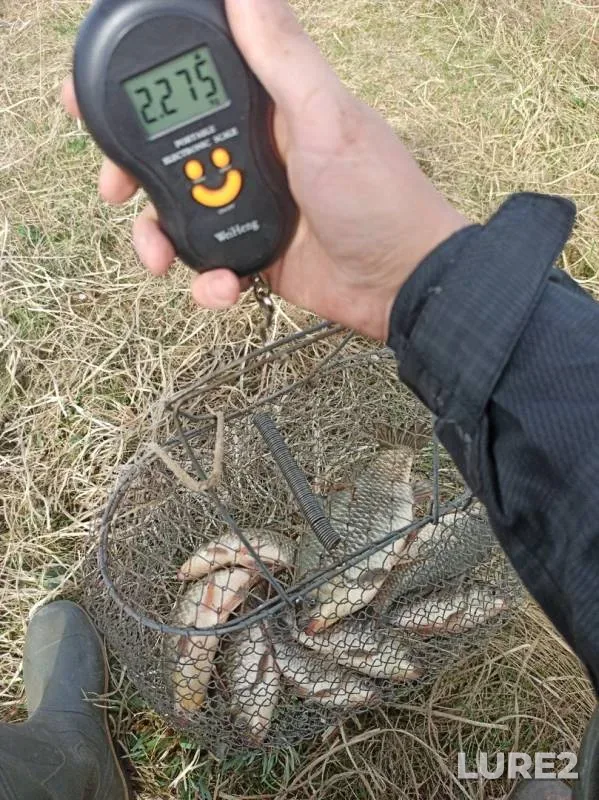 Карась