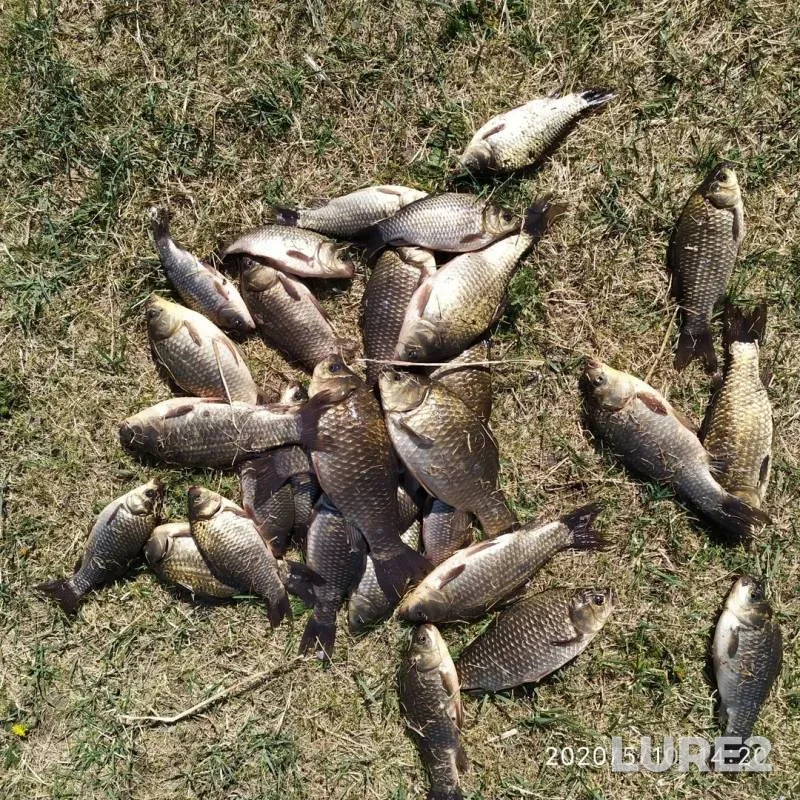 Карась