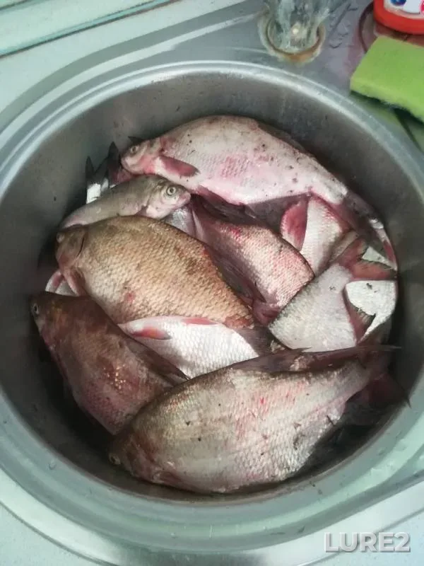 Лещ — Самара, 12 июн. 2019 г.
