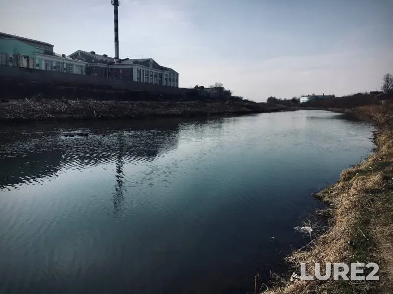 Карась, Окунь