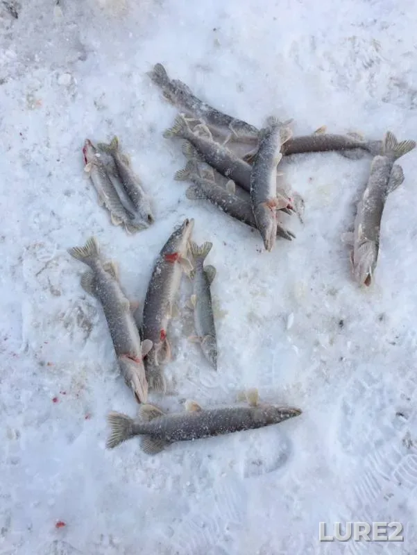 Щука — протока Большая Юганская, 21 дек. 2018 г.