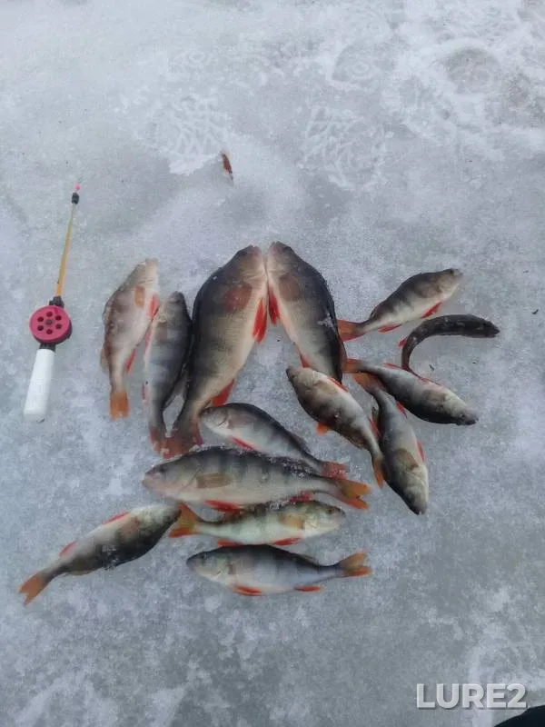 Окунь — протока Большая Юганская, 23 апр. 2019 г.