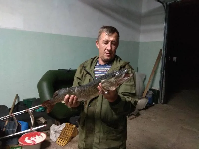 Щука
