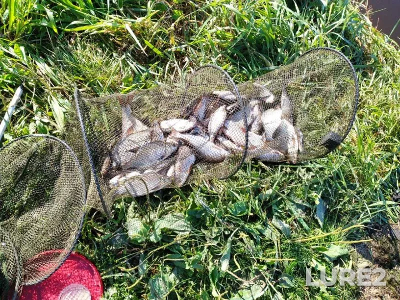 Лещ — Смердь, 11 окт. 2020 г.