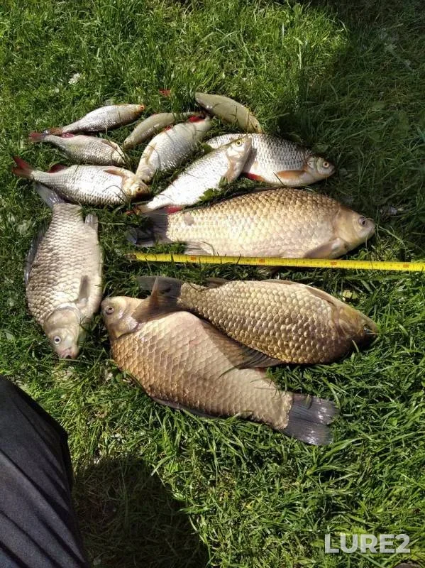 Карась, Плотва — Ясельда, 07 июн. 2020 г.