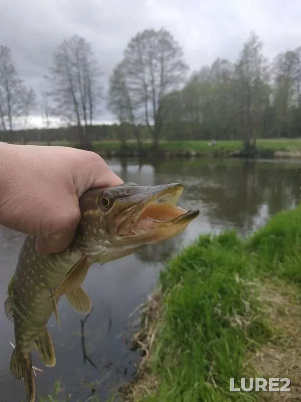 Щука — Лахва, 19 мая 2020 г.