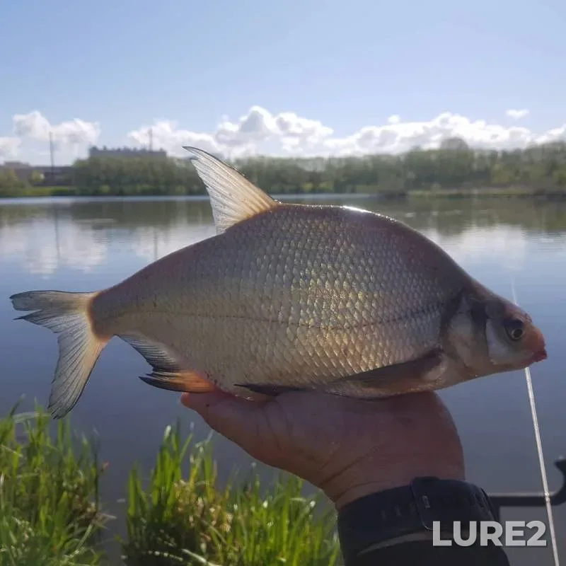 Лещ — Свислочь, 08 мая 2020 г.
