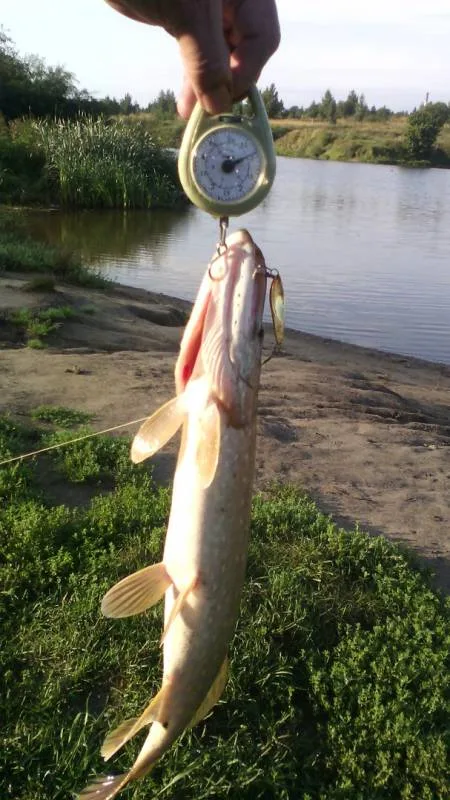 Щука
