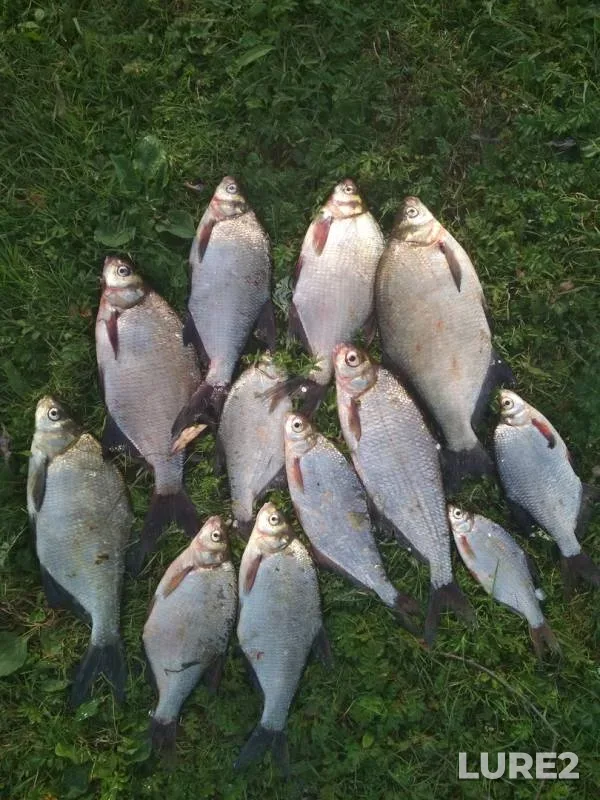 Лещ — Днепр, 05 сент. 2019 г.