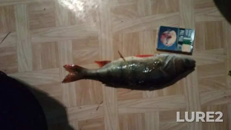 Лещ, Окунь — Добысна, 15 мая 2018 г.