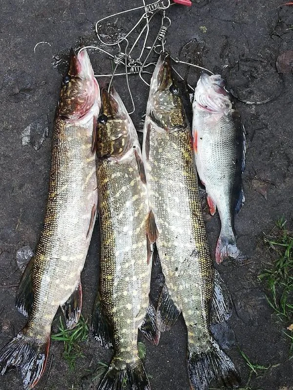 Карась