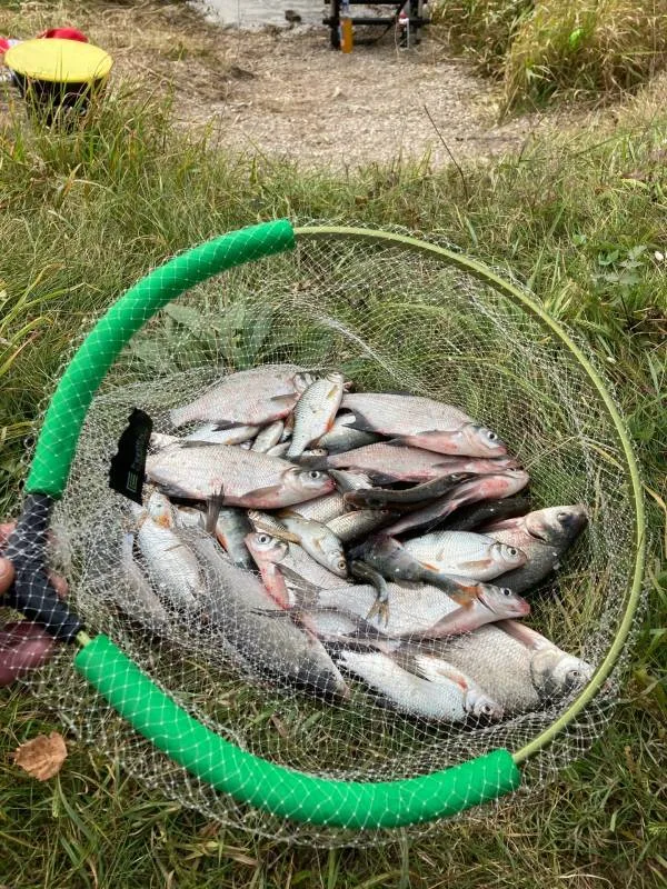 Лещ