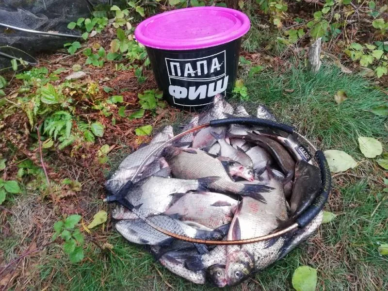 Лещ, Карась