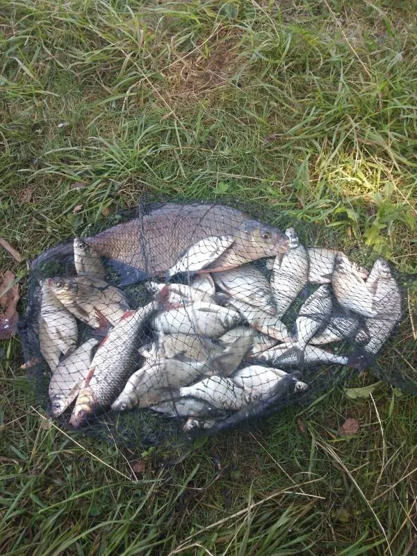 Карась