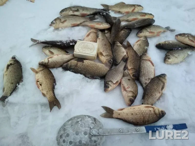 Форель — Новосибирская область, 13 янв. 2019 г.