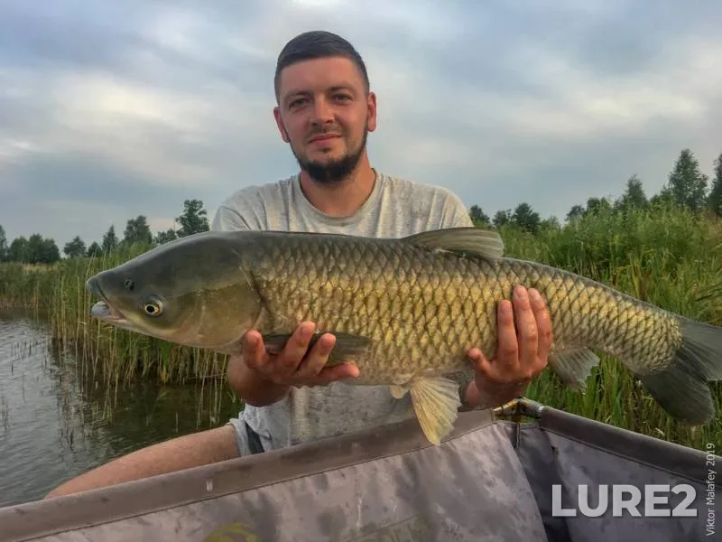 Белый амур — Волинська область, 27 июл. 2019 г., 20:08
