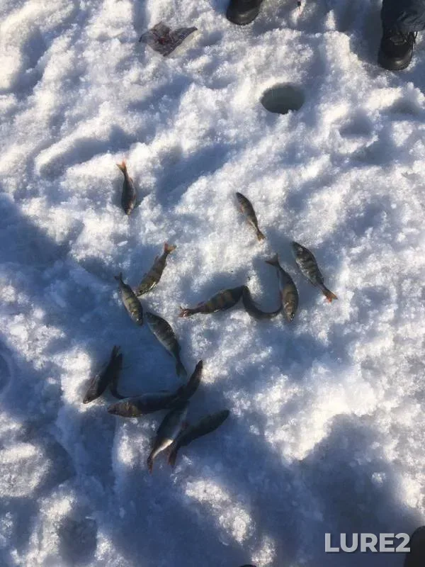 Окунь