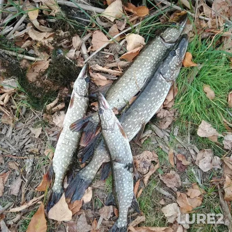 Щука — Луговой ручей, 29 сент. 2019 г.