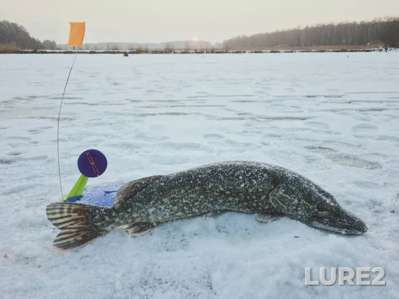 Лещ, Окунь