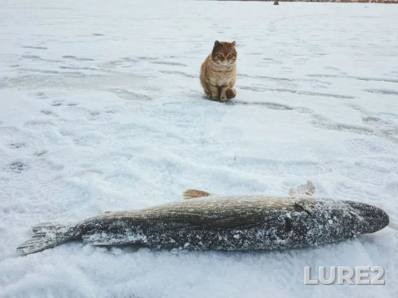 Лещ
