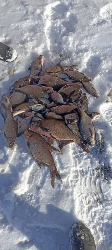 Лещ