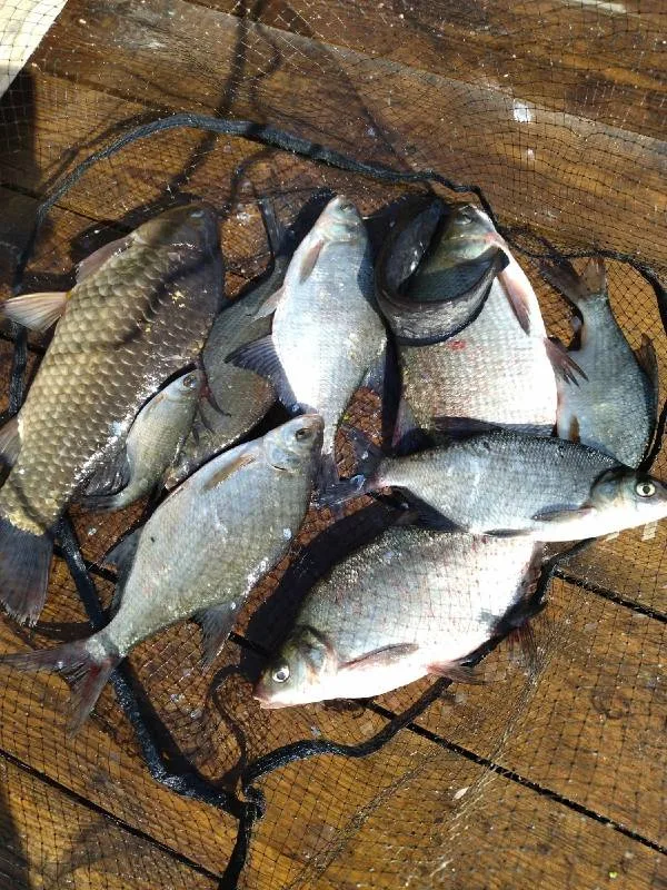 Лещ, Карась