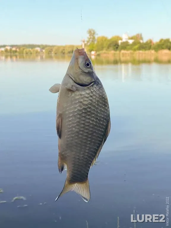 Карась — Басов Кут, 25 июн. 2022 г., 08:36