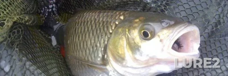 Лещ