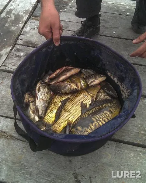 Карп, Карась — Рівненська область, 04 мая 2015 г.